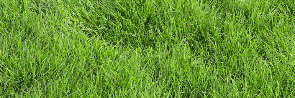 Green grass banner background. Lush green grass background. Green grass banner background. Lush green grass background.