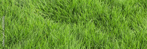 Green grass banner background. Lush green grass background.
