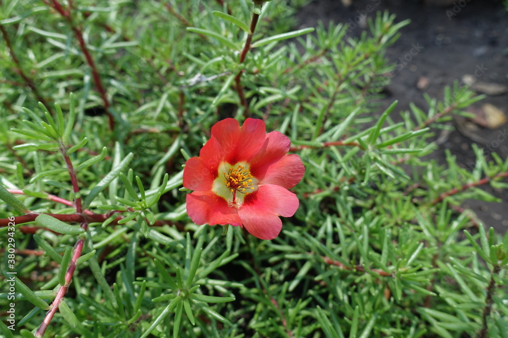 Single red flower of Portulaca grandiflora in July Single red flower of Portulaca grandiflora in July