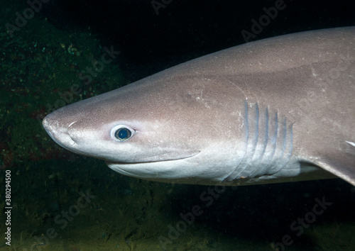 Smiling Bluntnose Sixgill Shark swimming up from the depths photo