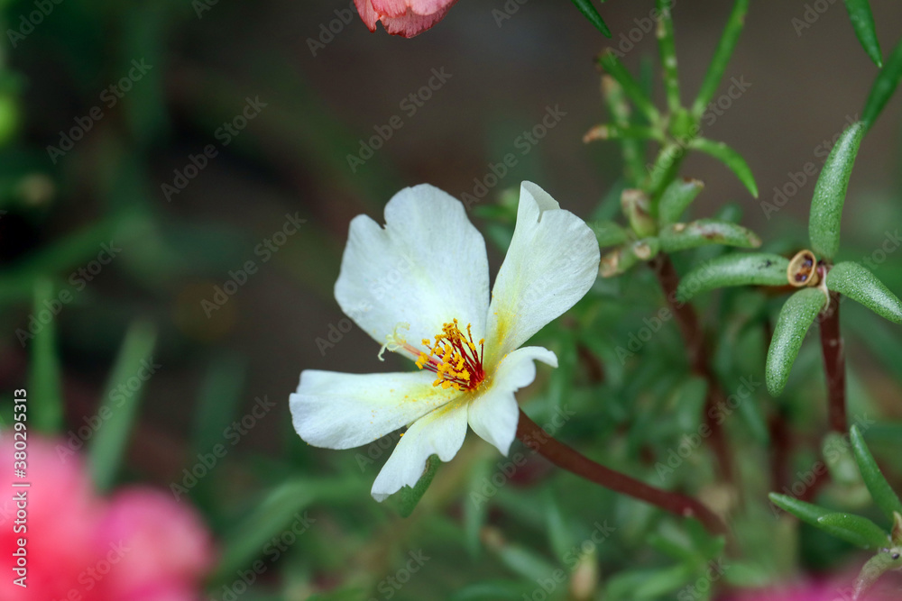 Sageleaf rock rose blooming in the light sunny day in the garde Sageleaf rock rose blooming in the light sunny day in the garde