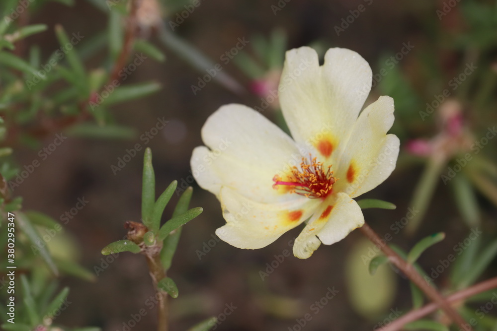 Sageleaf rock rose blooming in the light sunny day in the garde Sageleaf rock rose blooming in the light sunny day in the garde
