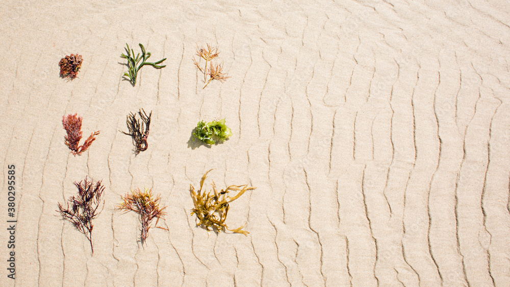Algae onto beach sand