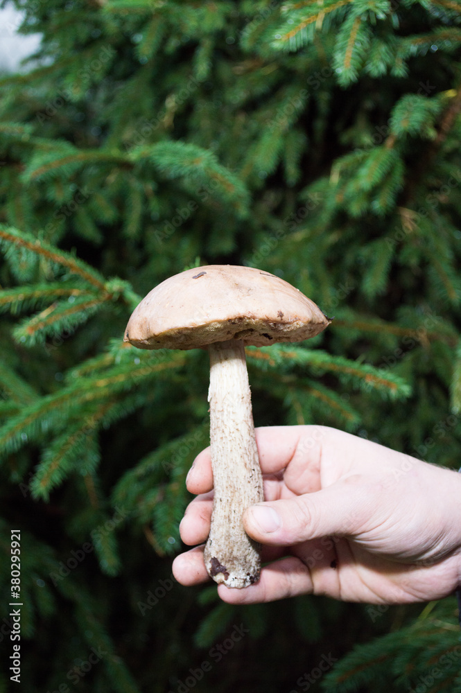 Man's hand holding a mushroom on the background of a Christmas tree Man's hand holding a mushroom on the background of a Christmas tree