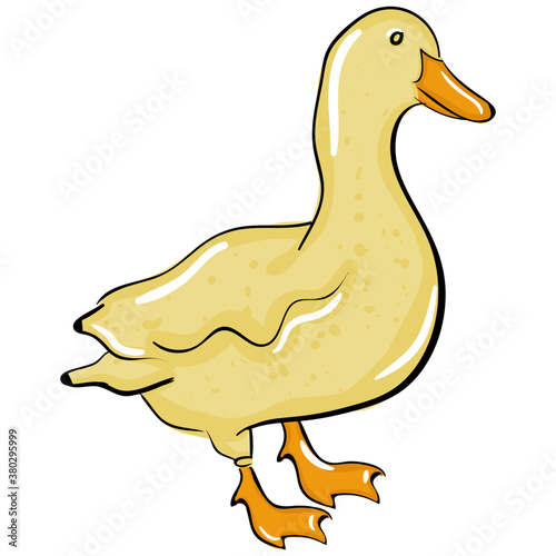 Duck 