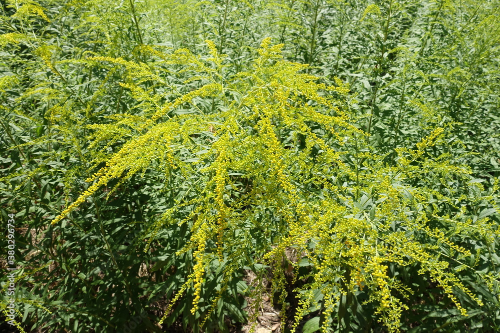 Buds and yellow flowers of Solidago canadensis in July Buds and yellow flowers of Solidago canadensis in July