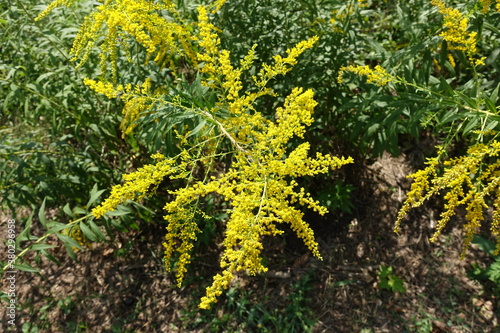 Close view of panicle of yellow flowers of Solidago canadensis in August