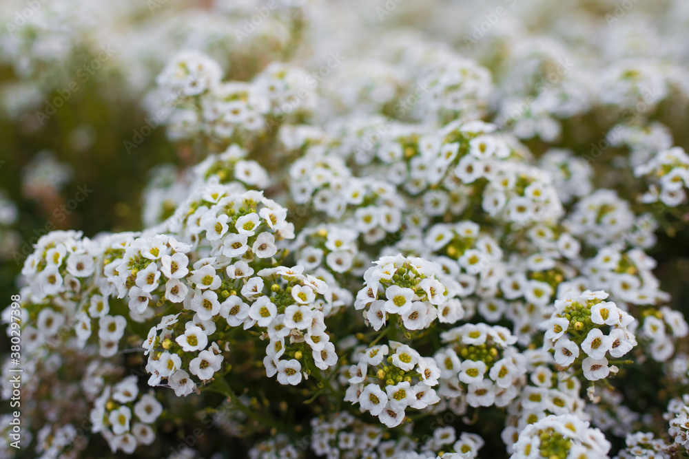 Flowers are alyssum close-up Flowers are alyssum close-up