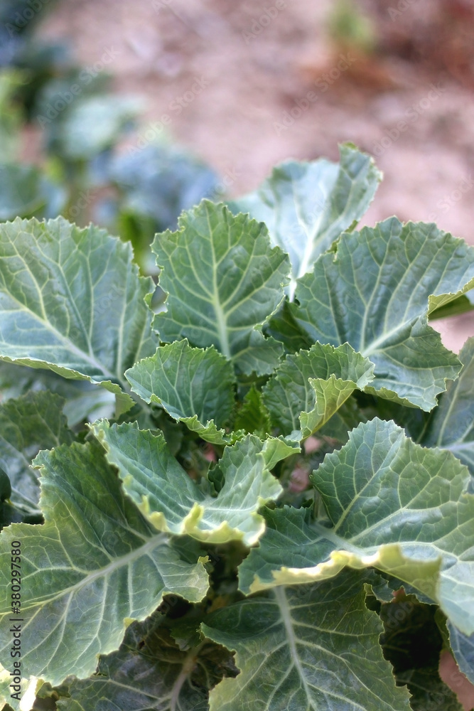 Cabbage growing in a garden. Selective focus. Cabbage growing in a garden. Selective focus.