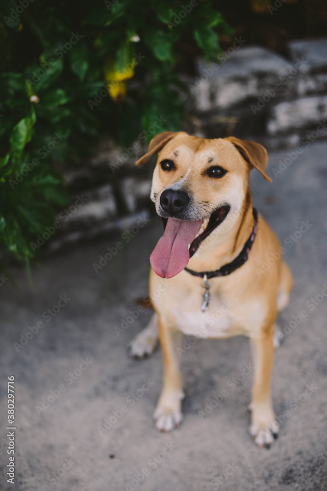 Dog Portrait Dog Portrait
