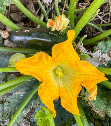 zucchini or courgette with flower and vegetable ripe for picking 