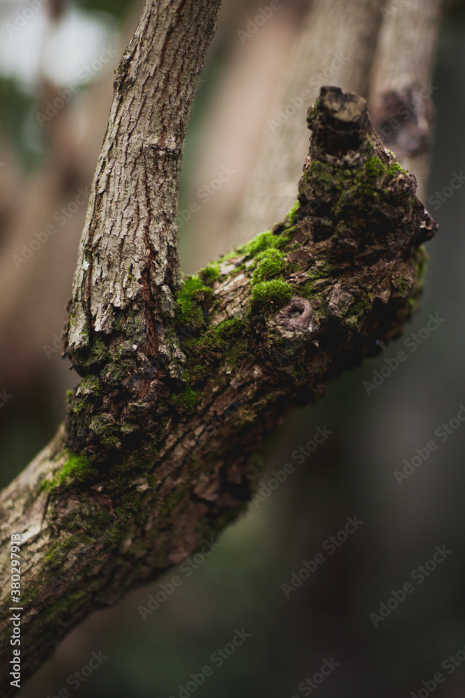 Close up of moss growing on tree trunk Close up of moss growing on tree trunk