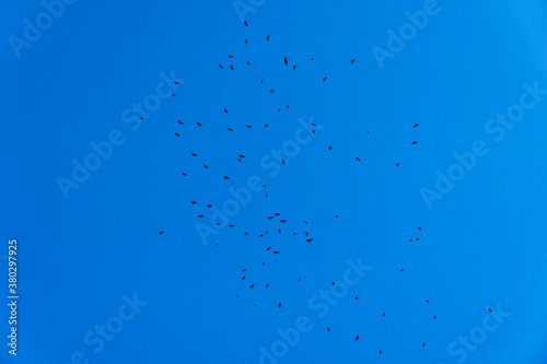 Flock of black birds (corvids) flying. photo