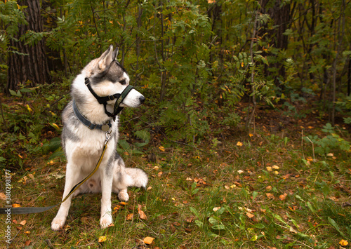 Handsome male Siberian Husky dog with sand covered halter against traction. Horizontal portrait with copy space on the left.