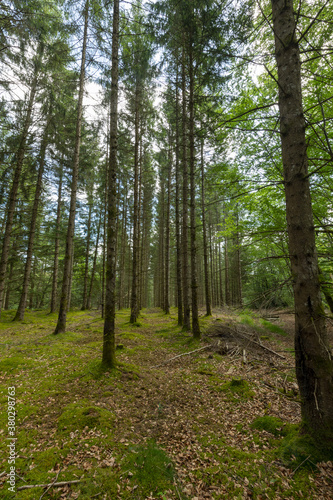 Copy Space-  Trees plantation , moss © SILVERBACK