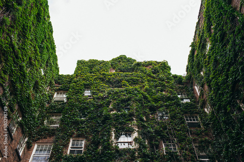 Covered in vines