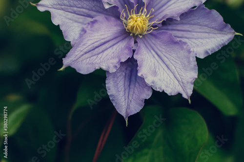 Closeup of pale purple clematis flower photo