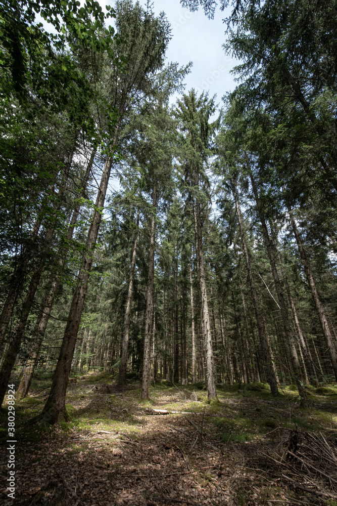 Copy Space- Trees plantation , moss Copy Space- Trees plantation , moss