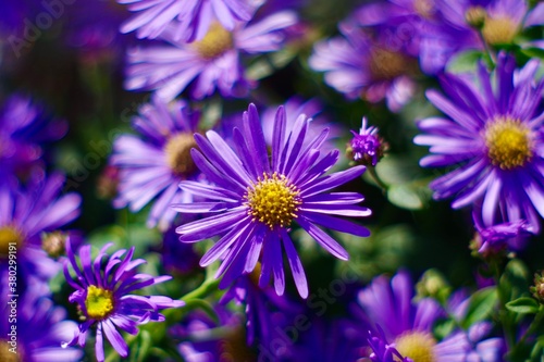Purple Aster flowers in sunlight