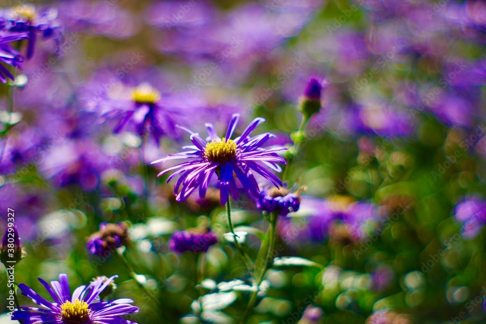 Fototapeta premium Purple Aster flowers in sunlight