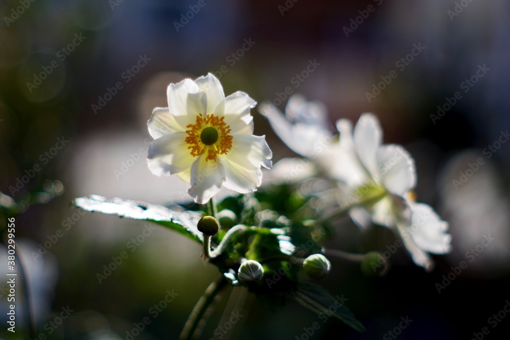 Obraz premium Japanese Anemone flower in sunlight