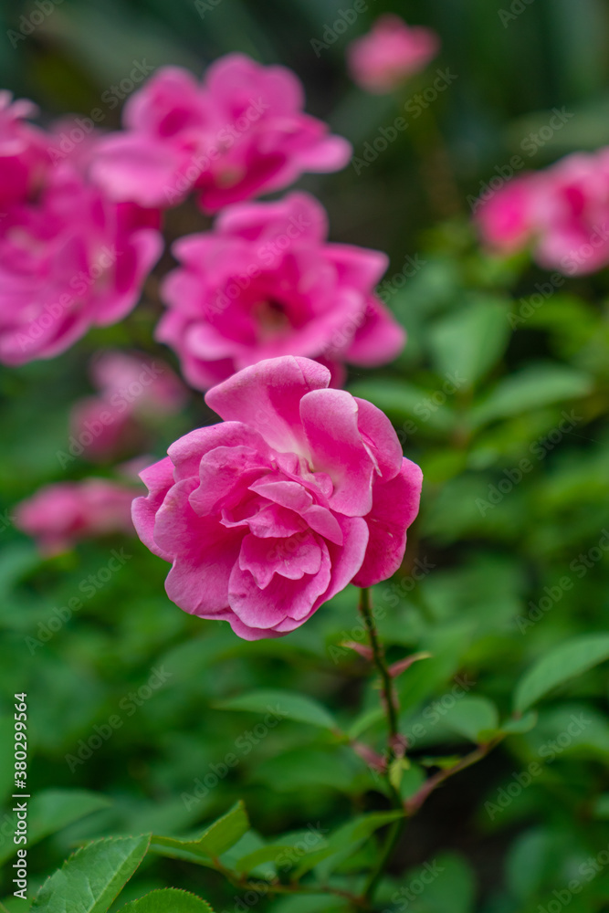 garden flowers with bees and colorful background with other flowers in sharp blur garden flowers with bees and colorful background with other flowers in sharp blur