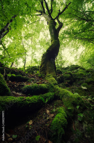Tree on cliff in green forest with big roots with moss
