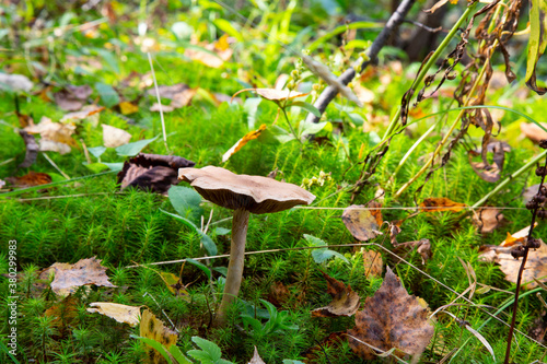 Amanita fulva mushroom, also known as the tawny grisette photo