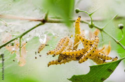 web-spinning sawfly lavae in a web photo