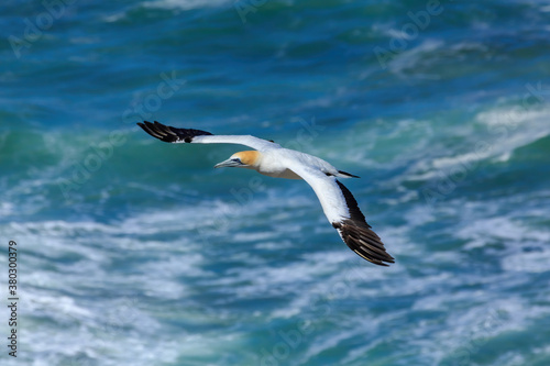 An Australasian gannet, a large seabird found in Australia and New Zealand, soaring over the ocean © Michael