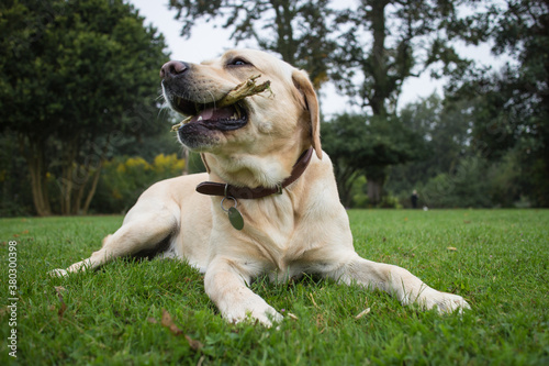 Happy labrador dog with stick