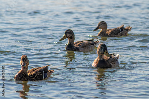 Wild ducks in the river