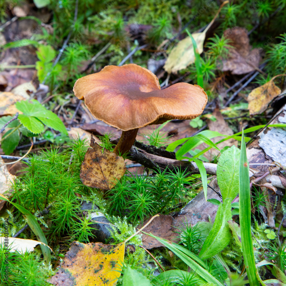 Clouded agaric mushroom Clitocybe nebularis . One of a troop of mushrooms in the family Clouded agaric mushroom Clitocybe nebularis . One of a troop of mushrooms in the family
