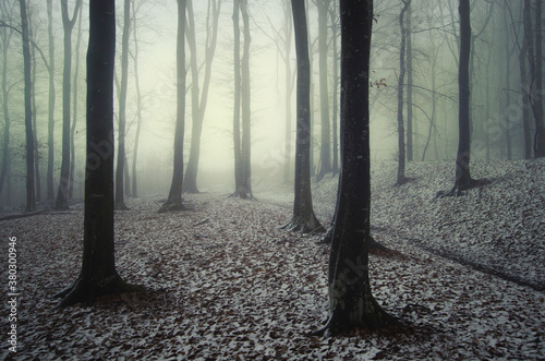 Forest in winter with snow fairy tale like with fog photo