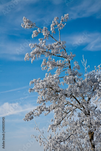 Schneebaum photo