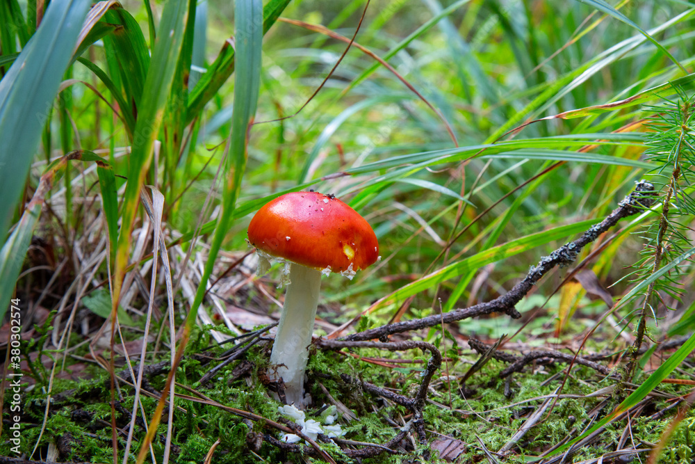 red fly agaric bright beautiful in the autumn forest red fly agaric bright beautiful in the autumn forest
