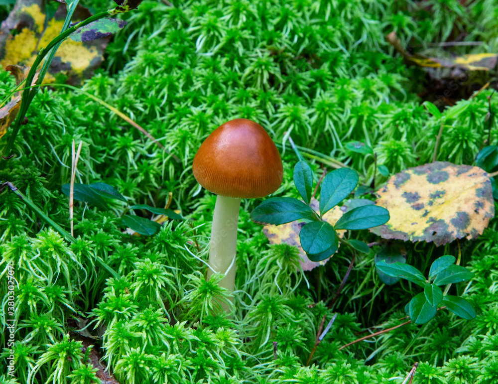 Amanita fulva mushroom, also known as the tawny grisette Amanita fulva mushroom, also known as the tawny grisette