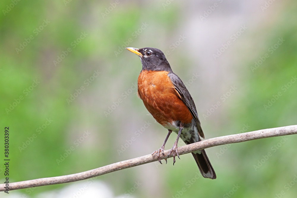 American Robin on a Branch American Robin on a Branch