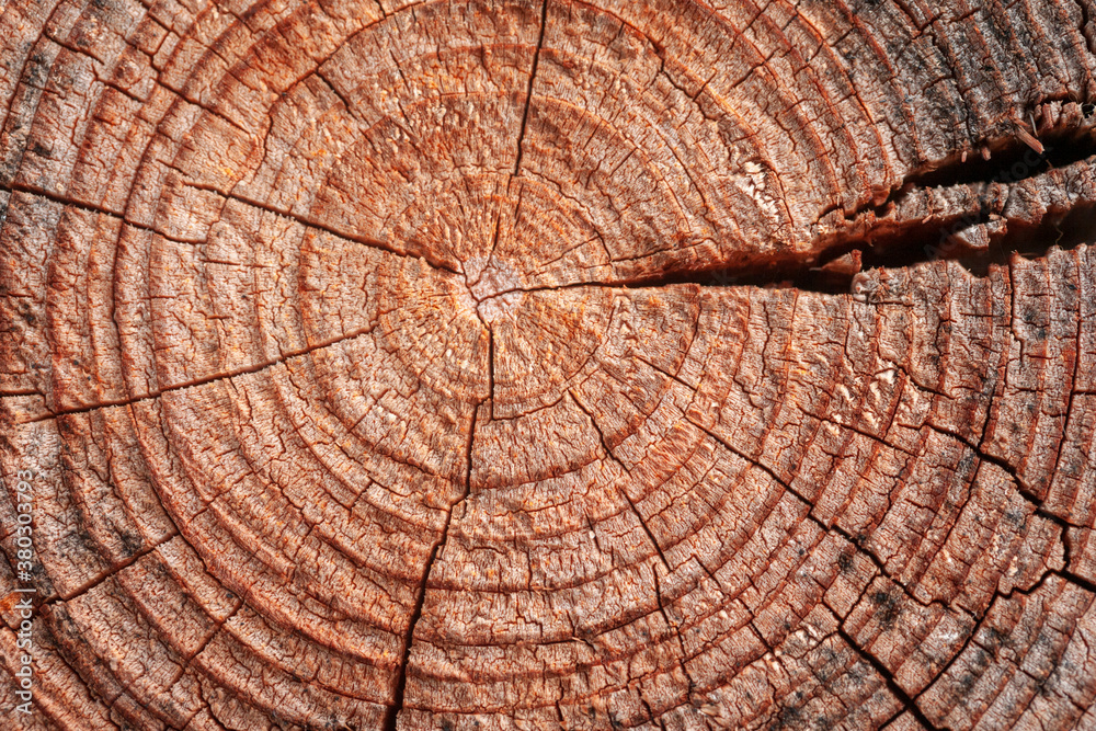 Fototapeta premium The texture of coniferous tree trunk in cut with circles, cracks, holes, cuts and scratches. To center there are filamentary tarry smudges, to the edge - burnt, charred insertion, inclusions.