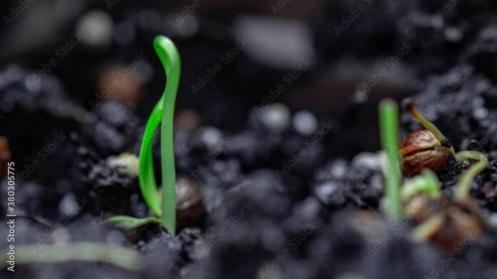 Sprouts Germination newborn plant. Cilantro sprouts sprout through the