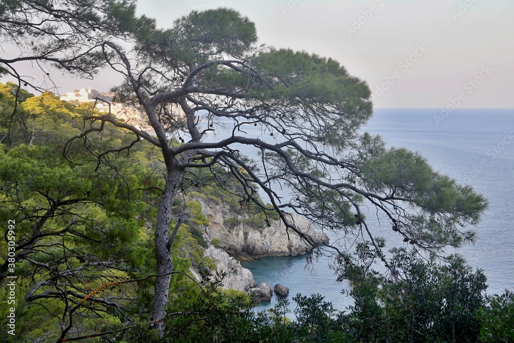 Obraz premium Mare e Pineta a Tremiti