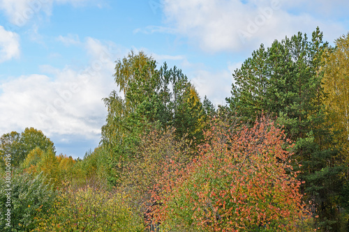 Forest landscape. Mixed autumn forest against a blue sky with white clouds.