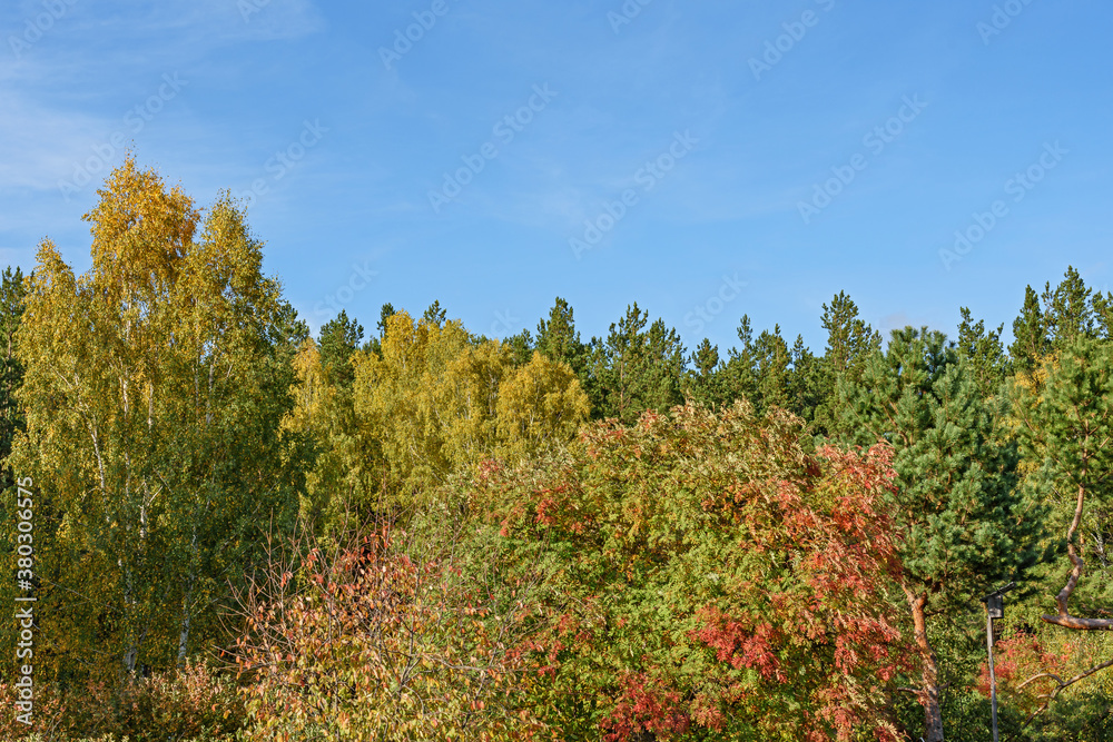Forest landscape. Mixed autumn forest against a blue sky with white clouds. Forest landscape. Mixed autumn forest against a blue sky with white clouds.