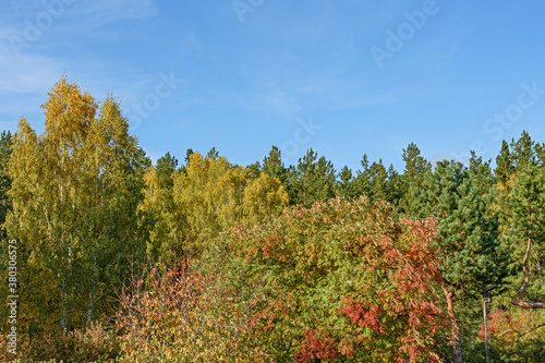 Forest landscape. Mixed autumn forest against a blue sky with white clouds.