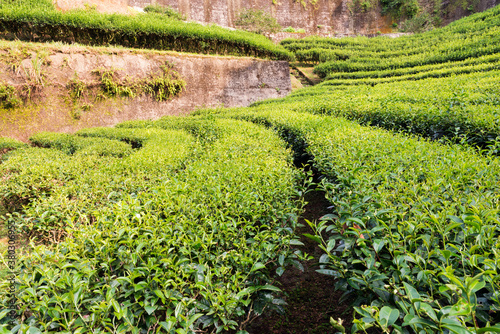 Green tea plantations in countryside.