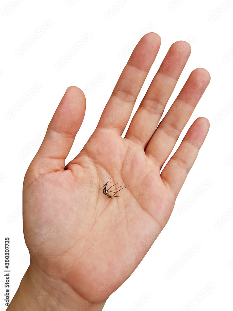 Dead common house mosquito in hand isolated on white background. Dead common house mosquito in hand isolated on white background.