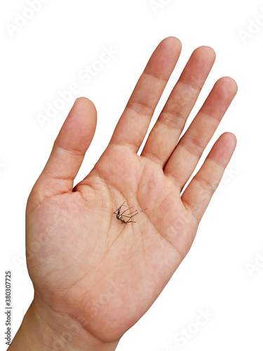 Dead common house mosquito in hand isolated on white background.