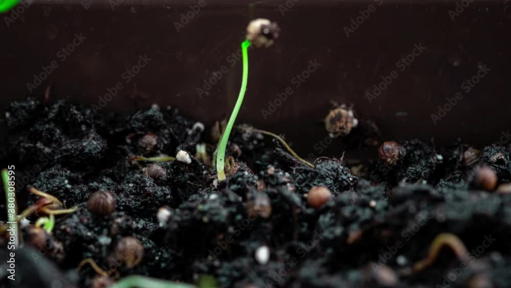 Sprouts Germination newborn plant. Cilantro sprouts sprout through the