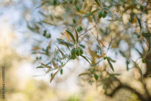 Mediterranean olive grove