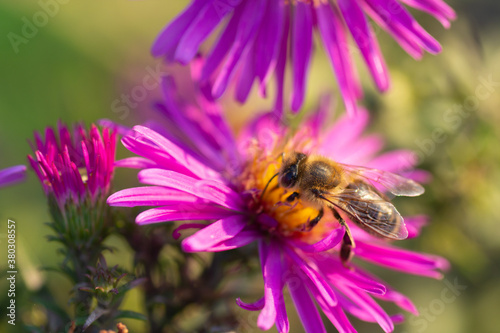 Bee on a beautiful pink flower. Close-up. Macro photography. Honey production